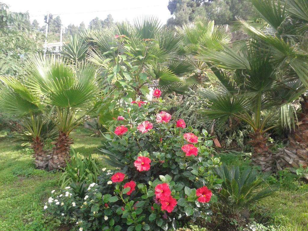 Finca Las Palmeras Icod De Los Vinos Dış mekan fotoğraf
