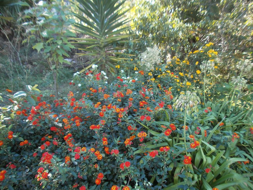 Finca Las Palmeras Icod De Los Vinos Oda fotoğraf
