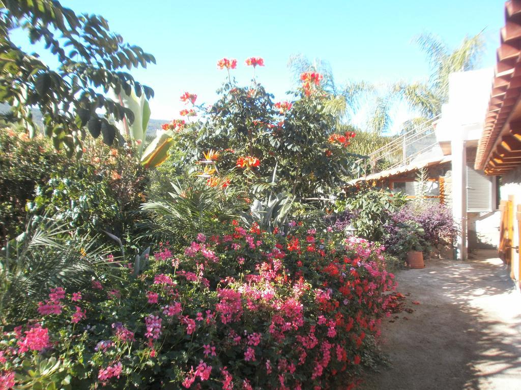 Finca Las Palmeras Icod De Los Vinos Oda fotoğraf