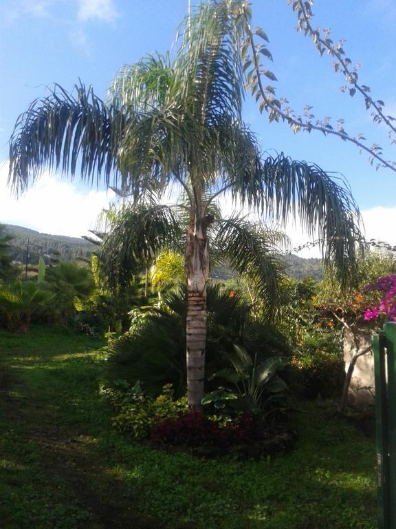 Finca Las Palmeras Icod De Los Vinos Oda fotoğraf
