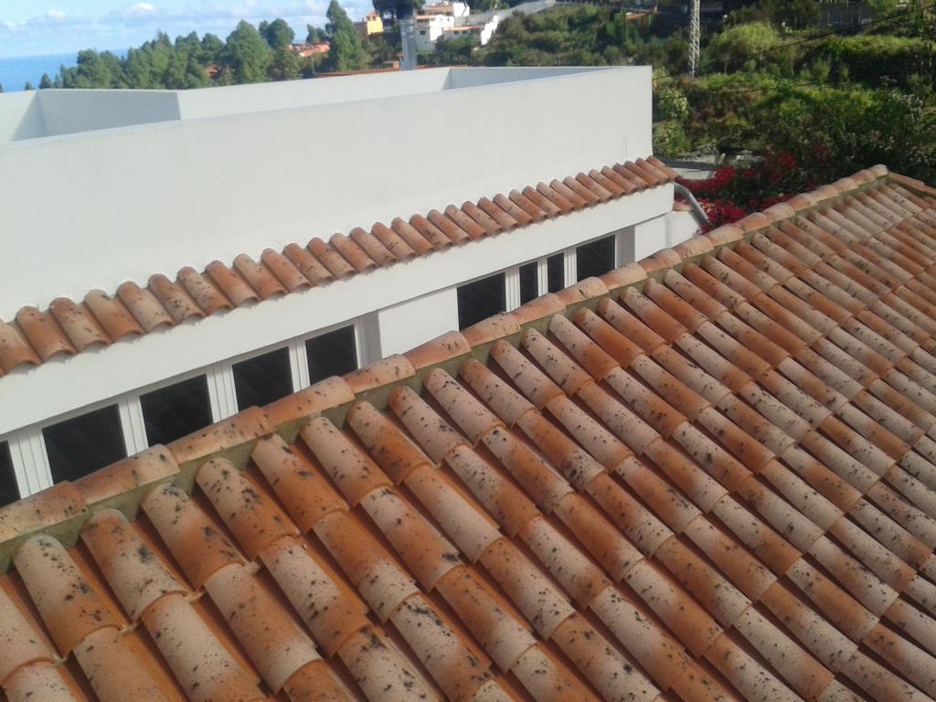 Finca Las Palmeras Icod De Los Vinos Oda fotoğraf