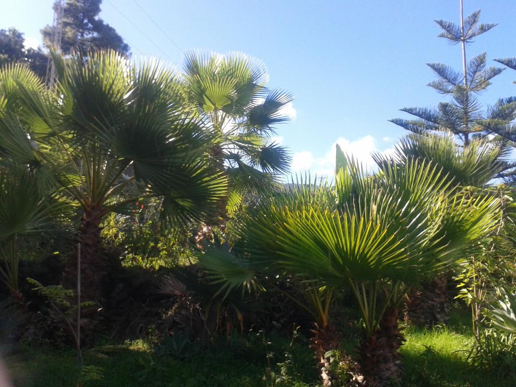Finca Las Palmeras Icod De Los Vinos Dış mekan fotoğraf