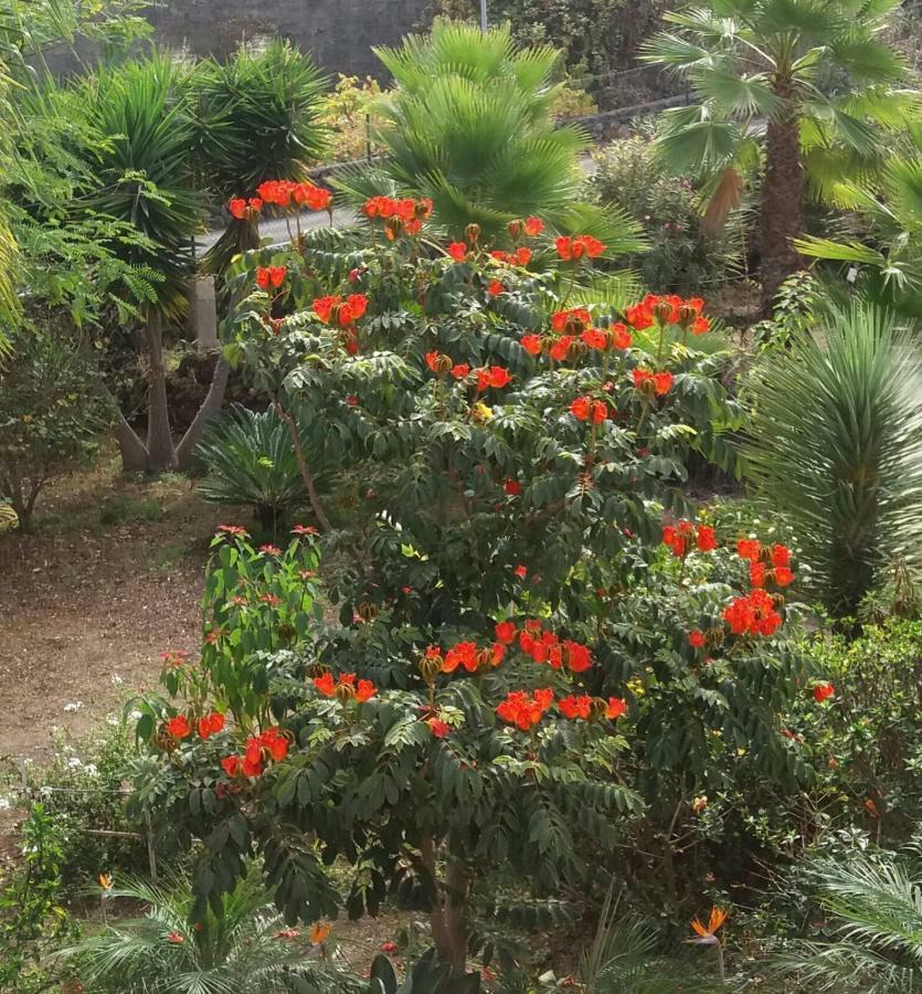 Finca Las Palmeras Icod De Los Vinos Dış mekan fotoğraf