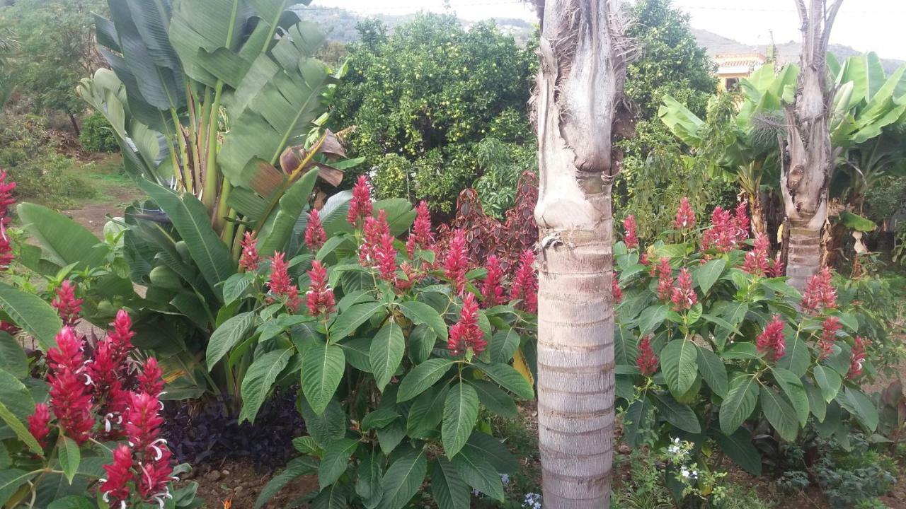 Finca Las Palmeras Icod De Los Vinos Dış mekan fotoğraf