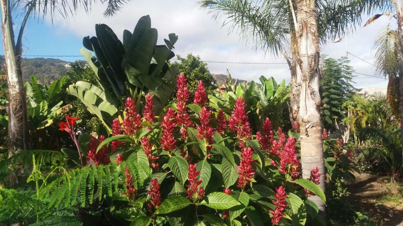 Finca Las Palmeras Icod De Los Vinos Dış mekan fotoğraf