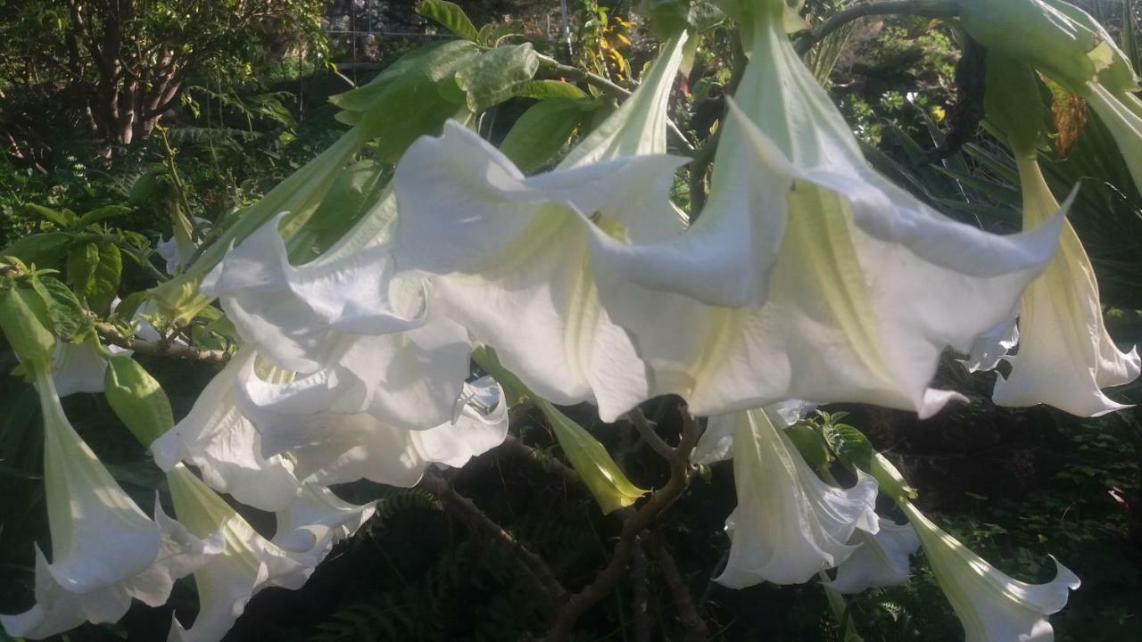 Finca Las Palmeras Icod De Los Vinos Dış mekan fotoğraf